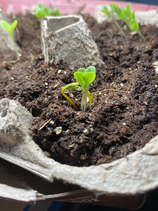Muda de couve de Bruxelas germinando no substrato