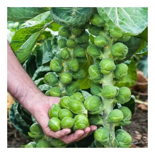 Mão colhendo couvinhas direto do pé cultivado em casa