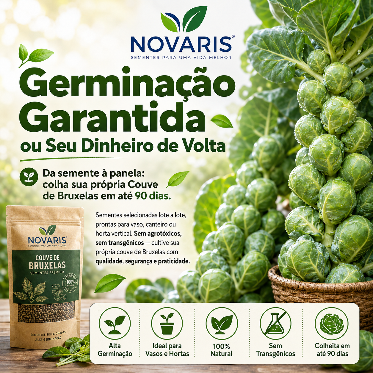 Sementes Novaris de couve de Bruxelas — germinação garantida